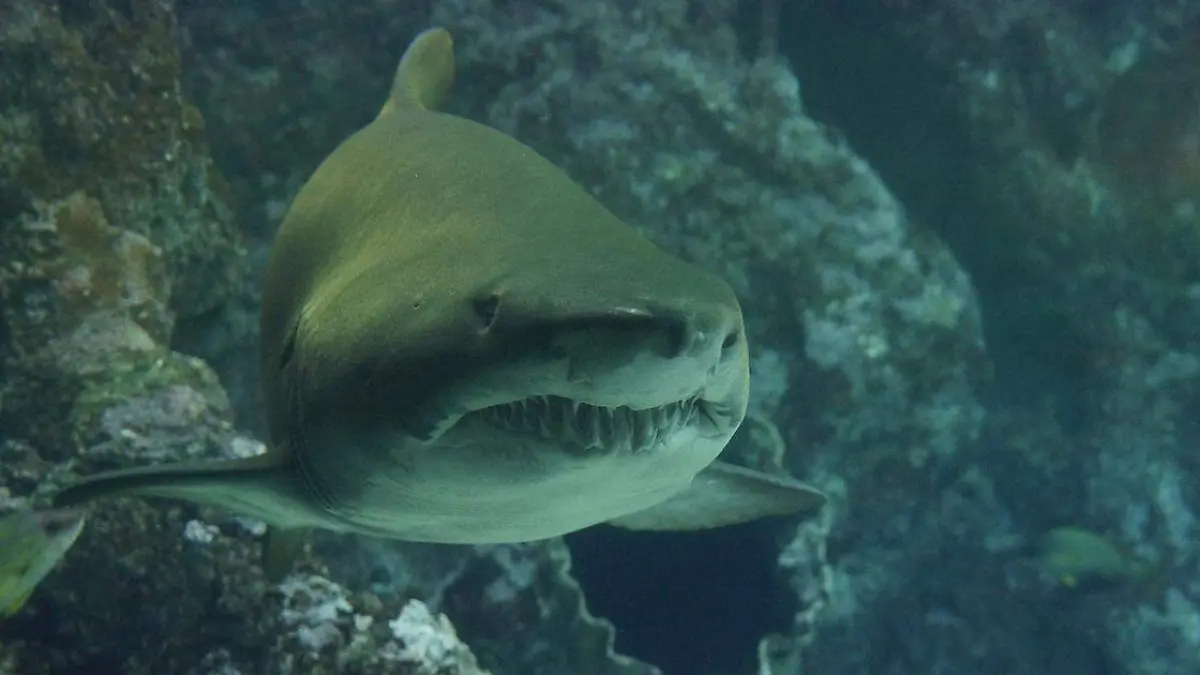 un grupo de tiburones, que habitan al interior de un volcán activo que se encuentra bajo el agua en el Océano Pacífico